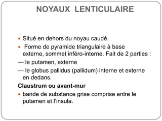 NOYAUX LENTICULAIRE


 Situé en dehors du noyau caudé.
 Forme de pyramide triangulaire à base
  externe, sommet inféro-interne. Fait de 2 parties :
— le putamen, externe
— le globus pallidus (pallidum) interne et externe
  en dedans.
Claustrum ou avant-mur
 bande de substance grise comprise entre le
  putamen et l’insula.
 