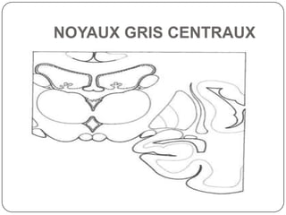 NOYAUX GRIS CENTRAUX
 