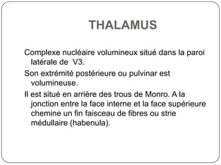THALAMUS

Complexe nucléaire volumineux situé dans la paroi
   latérale de V3.
Son extrémité postérieure ou pulvinar est
   volumineuse.
Il est situé en arrière des trous de Monro. A la
   jonction entre la face interne et la face supérieure
   chemine un fin faisceau de fibres ou strie
   médullaire (habenula).
 