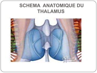 SCHEMA ANATOMIQUE DU
     THALAMUS
 