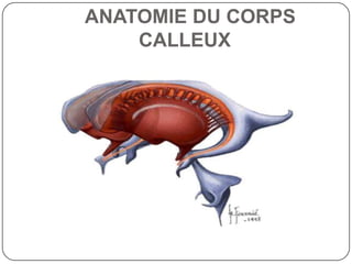 ANATOMIE DU CORPS
    CALLEUX
 