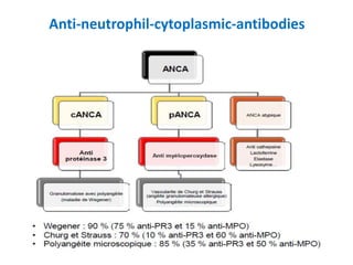 Anti-neutrophil-cytoplasmic-antibodies
 