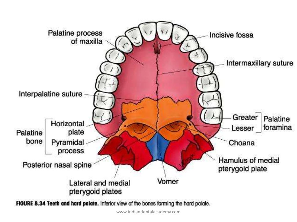 Syndromes affecting the palate/ dental implant courses