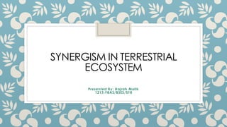 SYNERGISM IN TERRESTRIAL
ECOSYSTEM
Presented By: Hajrah Malik
1213-FBAS/BSES/S18
 