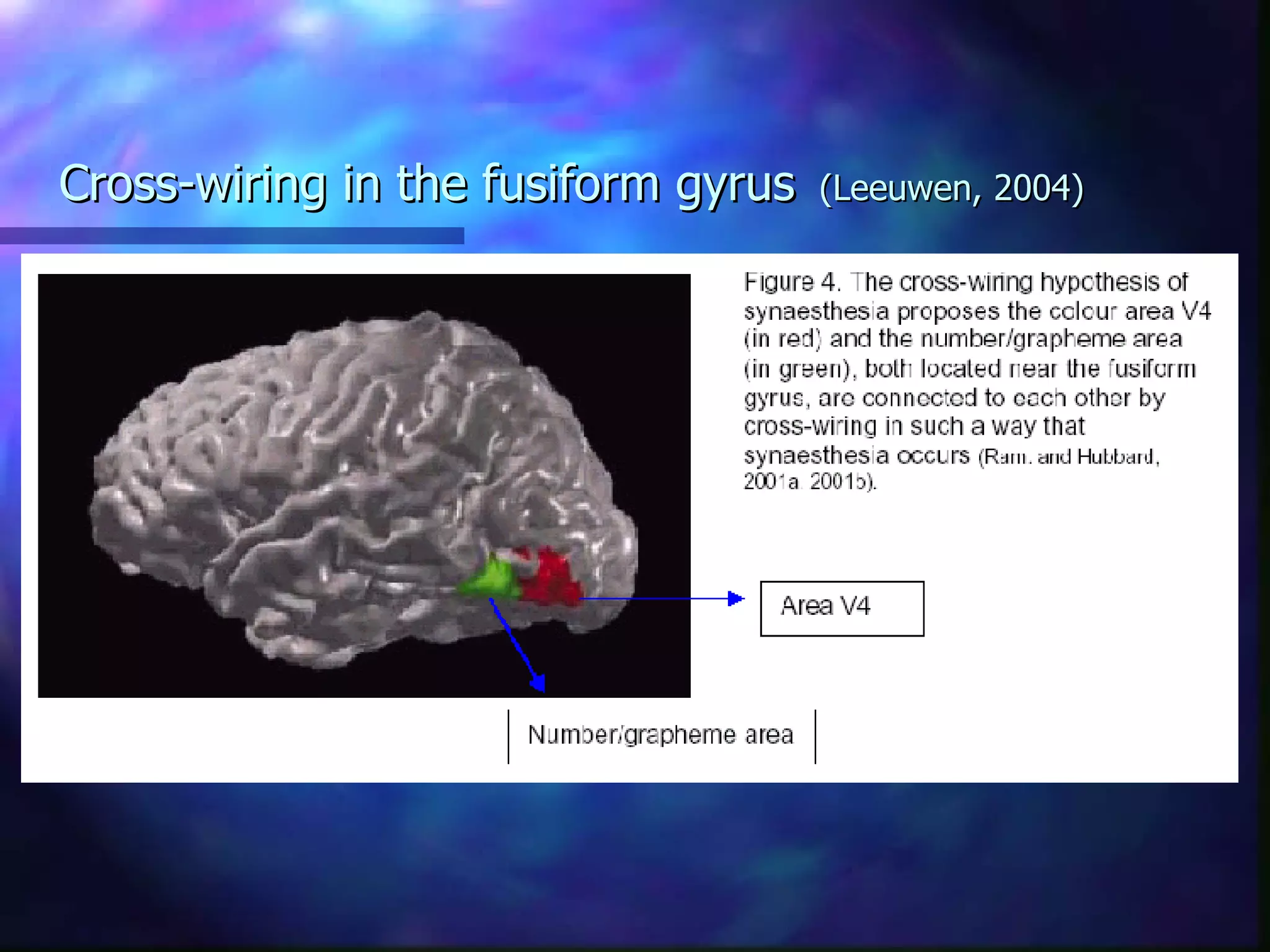 Cross-wiring in the fusiform gyrus   (Leeuwen, 2004) 