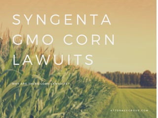 WHY ARE THERE CORN LAWSUITS?
A T T O R N E Y G R O U P . C O M
SYNGENTA
GMO CORN
LAWUITS
 