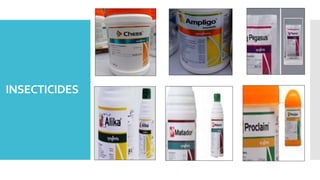 Syngenta | PPTX