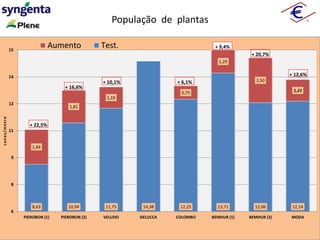 8,63 10,94 11,75 14,38 12,25 13,71 12,06 12,14
1,94
1,81
1,19
0,75
1,29
2,50
1,21
6
8
9
11
12
14
15
PIEROBON (1) PIEROBON (2) VELUDO DELUCCA COLOMBO BEMHUR (1) BEMHUR (2) MODA
canas/metro
Aumento Test.
+ 22,5%
+ 16,6%
+ 10,1%
+ 9,4%
+ 6,1%
+ 20,7%
+ 12,6%
População de plantas
 