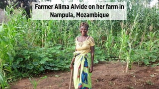 Farmer Alima Alvide on her farm in
Nampula, Mozambique
 