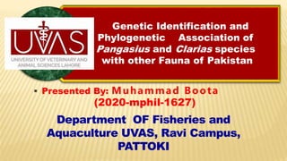 Department OF Fisheries and
Aquaculture UVAS, Ravi Campus,
PATTOKI
 Presented By: Muhammad Boota
(2020-mphil-1627)
Genetic Identification and
Phylogenetic Association of
Pangasius and Clarias species
with other Fauna of Pakistan
 