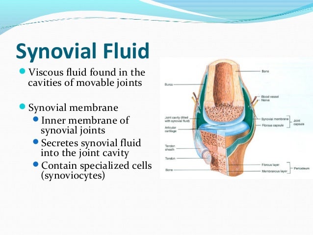 Synovial Fluid