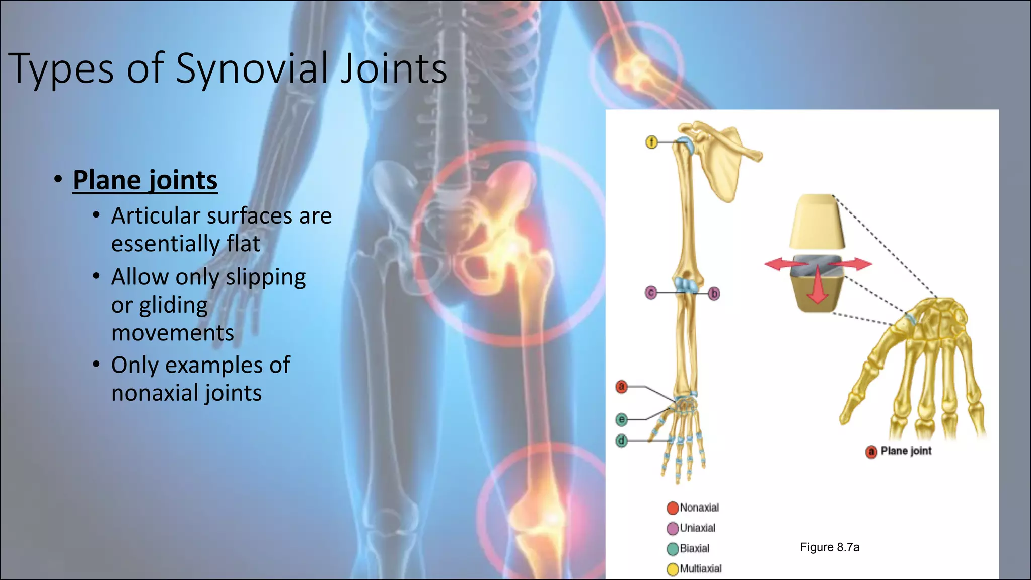Types of Synovial Joints
• Plane joints
• Articular surfaces are
essentially flat
• Allow only slipping
or gliding
movements
• Only examples of
nonaxial joints
13
Figure 8.7a
 