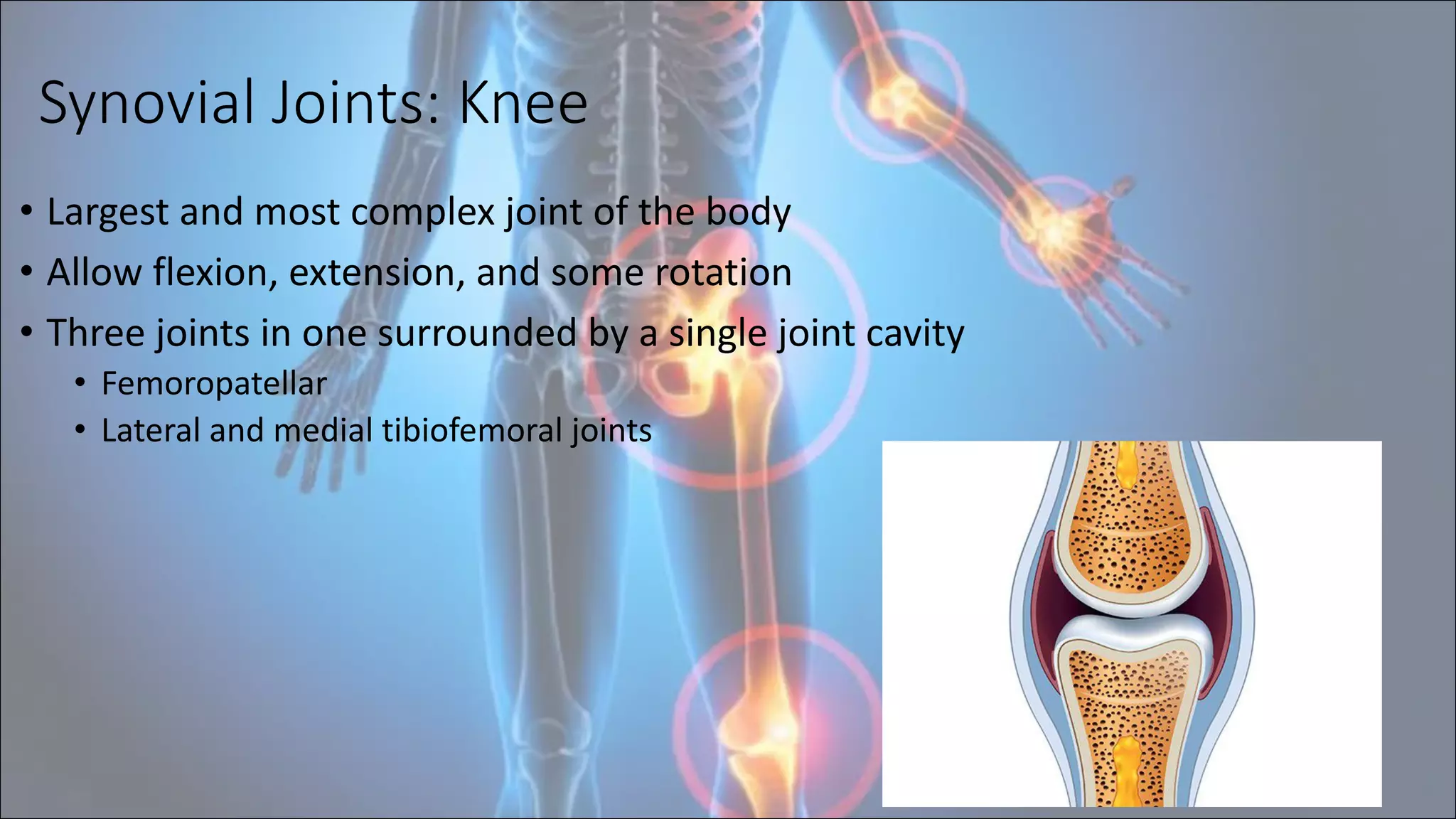Synovial Joints: Knee
• Largest and most complex joint of the body
• Allow flexion, extension, and some rotation
• Three joints in one surrounded by a single joint cavity
• Femoropatellar
• Lateral and medial tibiofemoral joints
23
 
