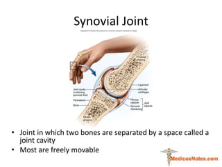 Synovial Joint
• Joint in which two bones are separated by a space called a
joint cavity
• Most are freely movable
1
 