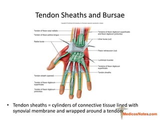 Tendon Sheaths and Bursae
• Tendon sheaths = cylinders of connective tissue lined with
synovial membrane and wrapped aroun...