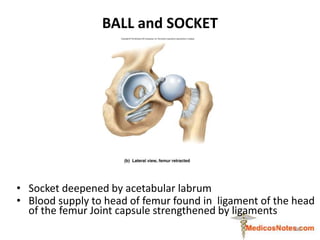 BALL and SOCKET
• Socket deepened by acetabular labrum
• Blood supply to head of femur found in ligament of the head
of th...