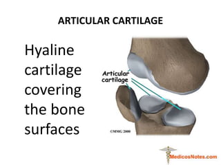 ARTICULAR CARTILAGE
Hyaline
cartilage
covering
the bone
surfaces
4
 