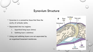 Synovium and its associated PATHOLOGY.pptx