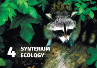 SYNTERIUM
ECOLOGY4
 