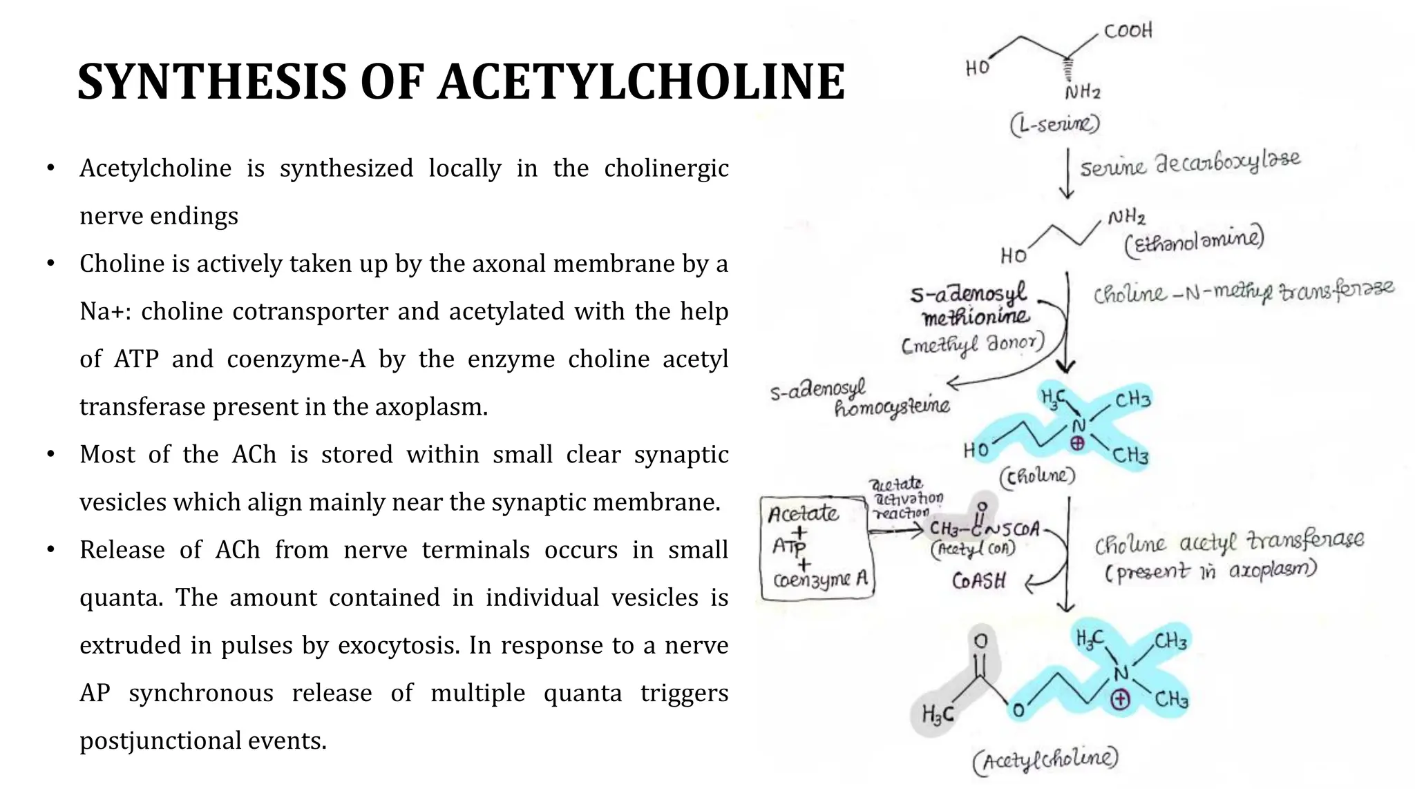 Synthesis And Catabolism Of AcetylCholine pdf