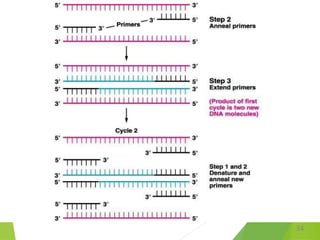 Synthesis and cloning of c dna | PPTX