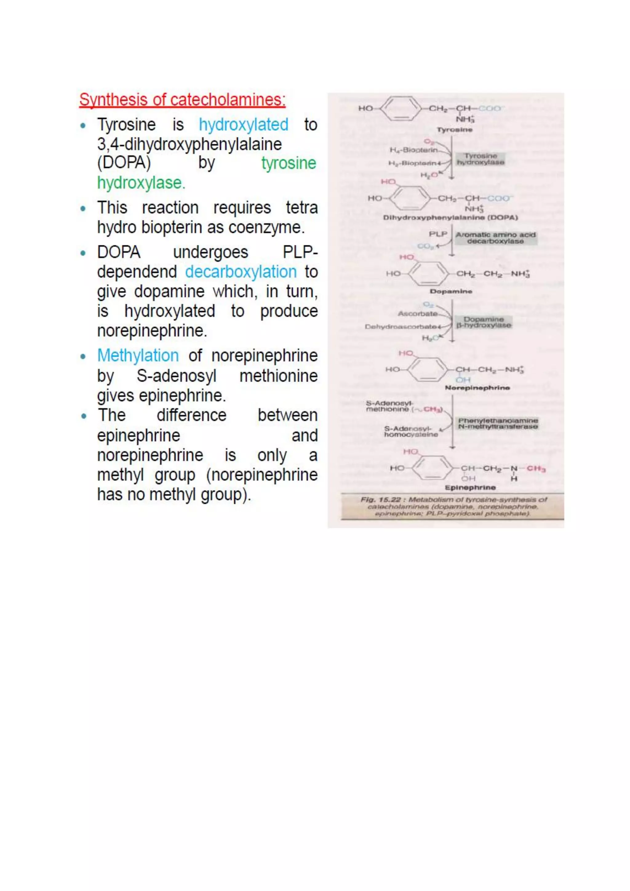 Synthesis and significance of biological substances by BNP.pdf