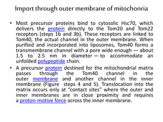 Synthesis and targeting of mitochondrial proteins | PPTX