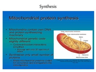 Synthesis and targeting of mitochondrial proteins | PPTX