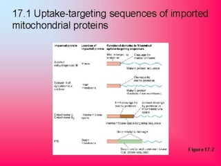 Synthesis and targeting of mitochondrial proteins | PPTX