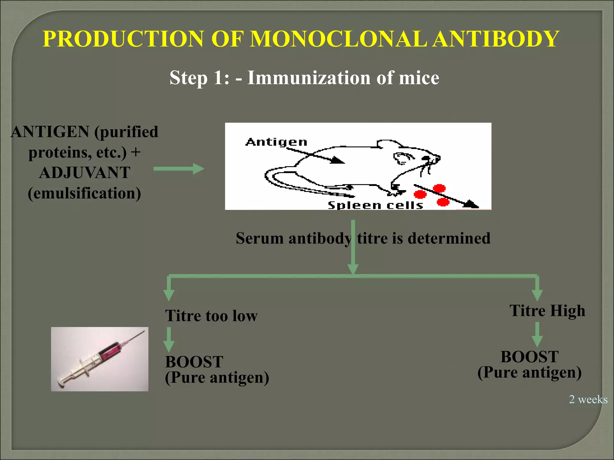 Synthesis, isolation and importance of monoclonal antibodies | PPT