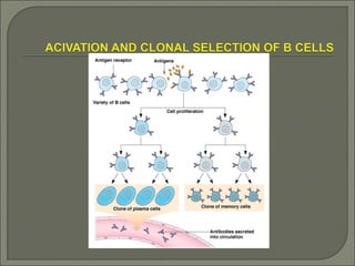 Synthesis, isolation and importance of monoclonal antibodies | PPT