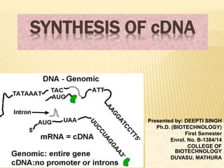 SYNTHESIS OF cDNA
Presented by: DEEPTI SINGH
Ph.D. (BIOTECHNOLOGY)
First Semester
Enrol. No. B-1384/14
COLLEGE OF
BIOTECHNOLOGY
DUVASU, MATHURA
 