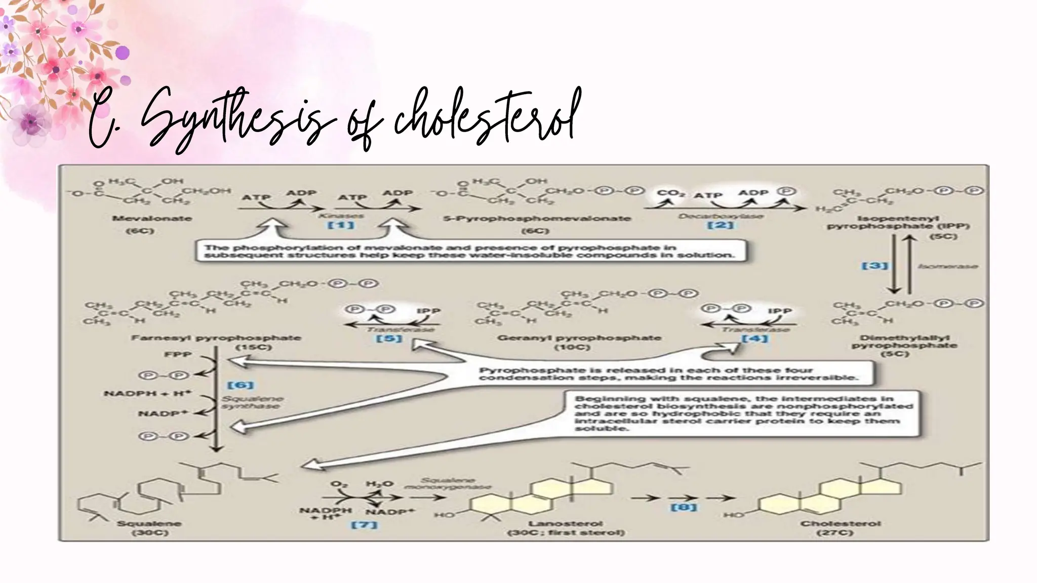 synthesis of Cholesterol.pptx