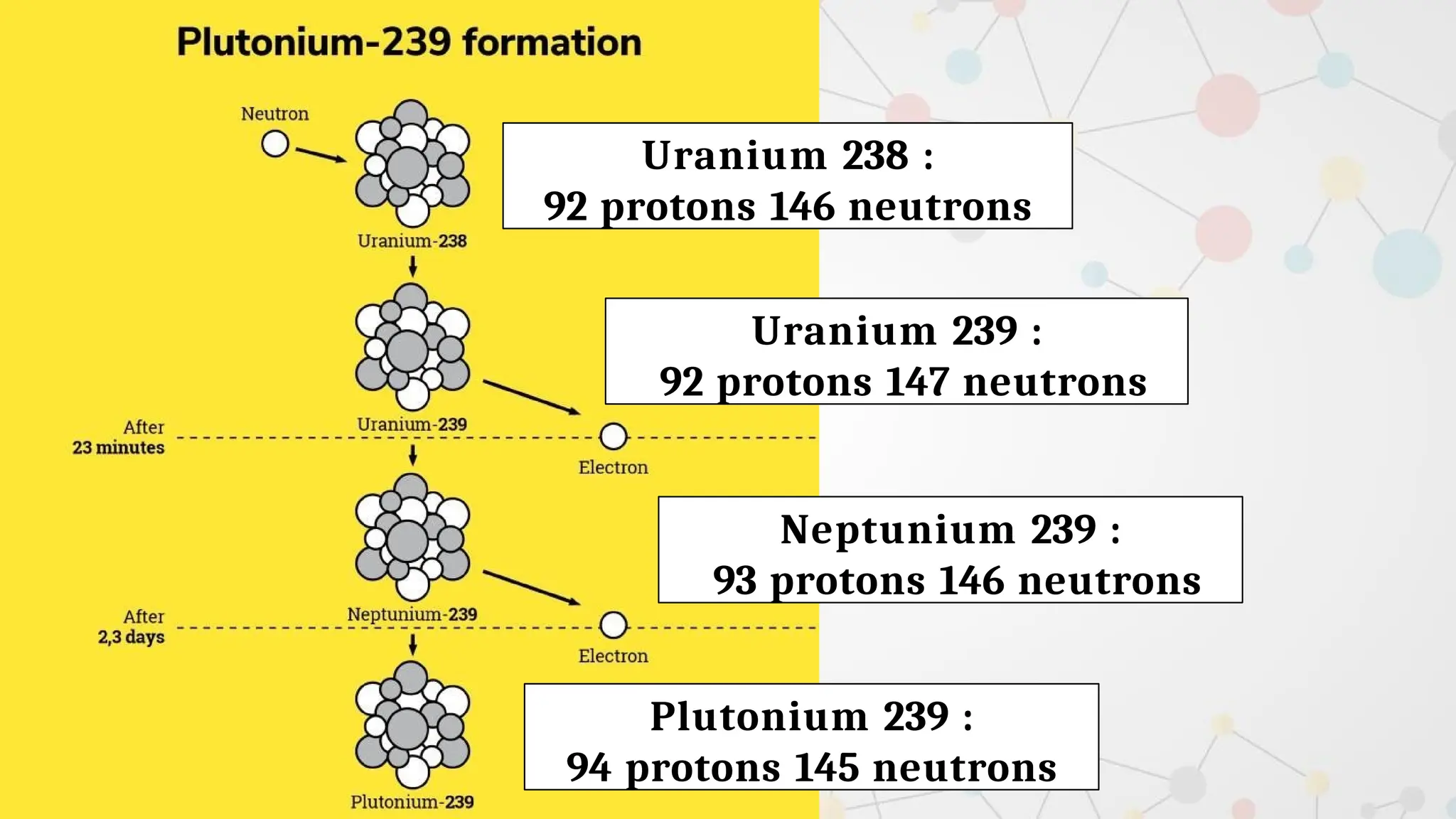 Uranium 238 :
92 protons 146 neutrons
Uranium 239 :
92 protons 147 neutrons
Neptunium 239 :
93 protons 146 neutrons
Plutonium 239 :
94 protons 145 neutrons
 