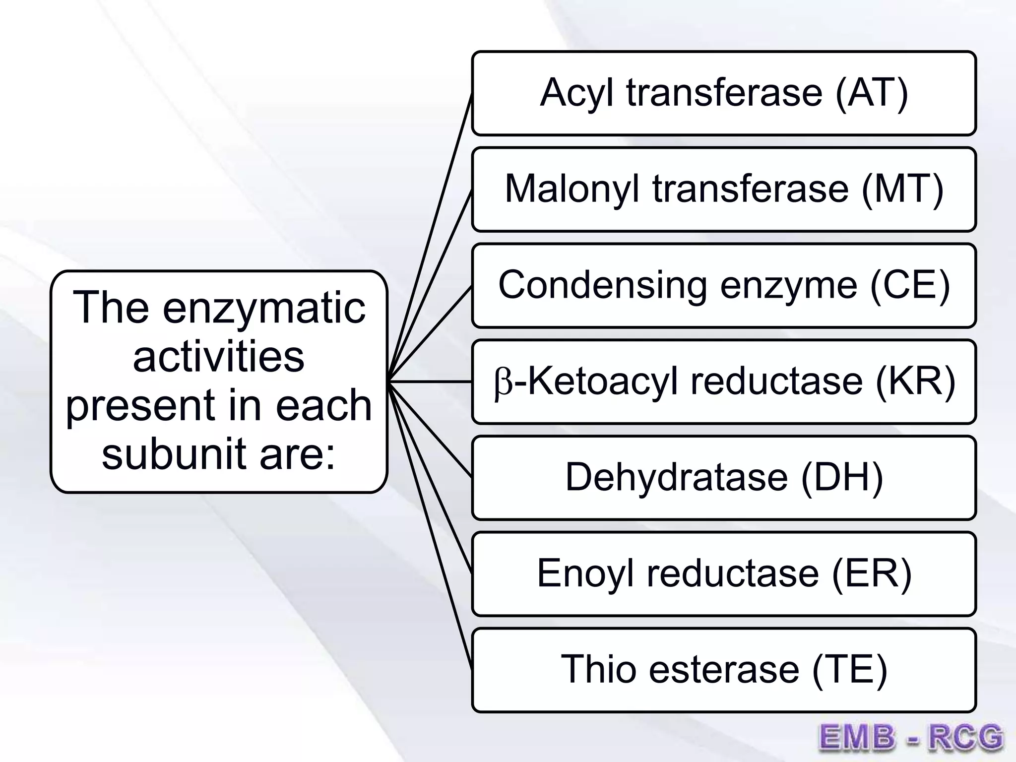 The enzymatic
activities
present in each
subunit are:
Acyl transferase (AT)
Malonyl transferase (MT)
Condensing enzyme (CE)
b-Ketoacyl reductase (KR)
Dehydratase (DH)
Enoyl reductase (ER)
Thio esterase (TE)
 