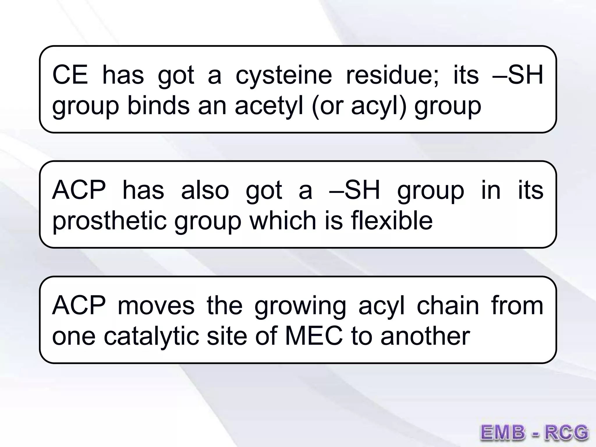 CE has got a cysteine residue; its ‒SH
group binds an acetyl (or acyl) group
ACP has also got a ‒SH group in its
prosthetic group which is flexible
ACP moves the growing acyl chain from
one catalytic site of MEC to another
 