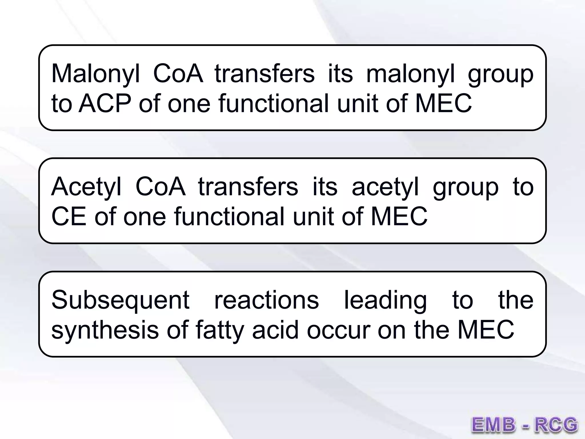 Malonyl CoA transfers its malonyl group
to ACP of one functional unit of MEC
Acetyl CoA transfers its acetyl group to
CE of one functional unit of MEC
Subsequent reactions leading to the
synthesis of fatty acid occur on the MEC
 