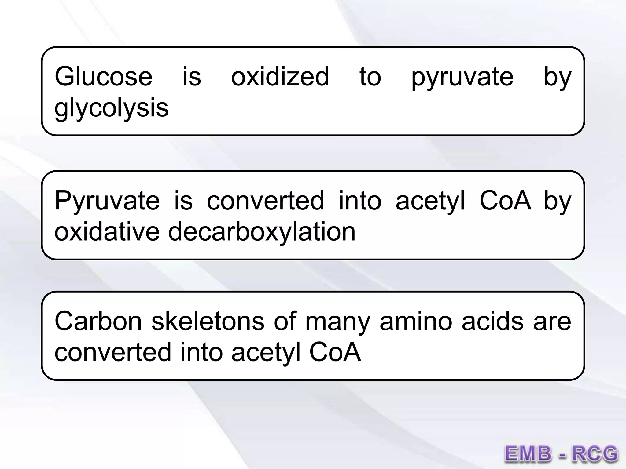 Glucose is oxidized to pyruvate by
glycolysis
Pyruvate is converted into acetyl CoA by
oxidative decarboxylation
Carbon skeletons of many amino acids are
converted into acetyl CoA
 