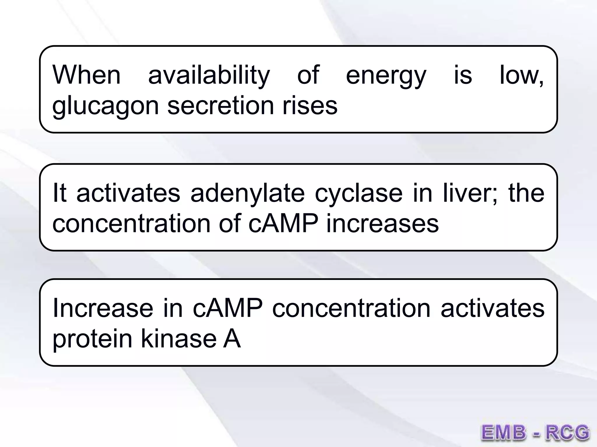 When availability of energy is low,
glucagon secretion rises
It activates adenylate cyclase in liver; the
concentration of cAMP increases
Increase in cAMP concentration activates
protein kinase A
 