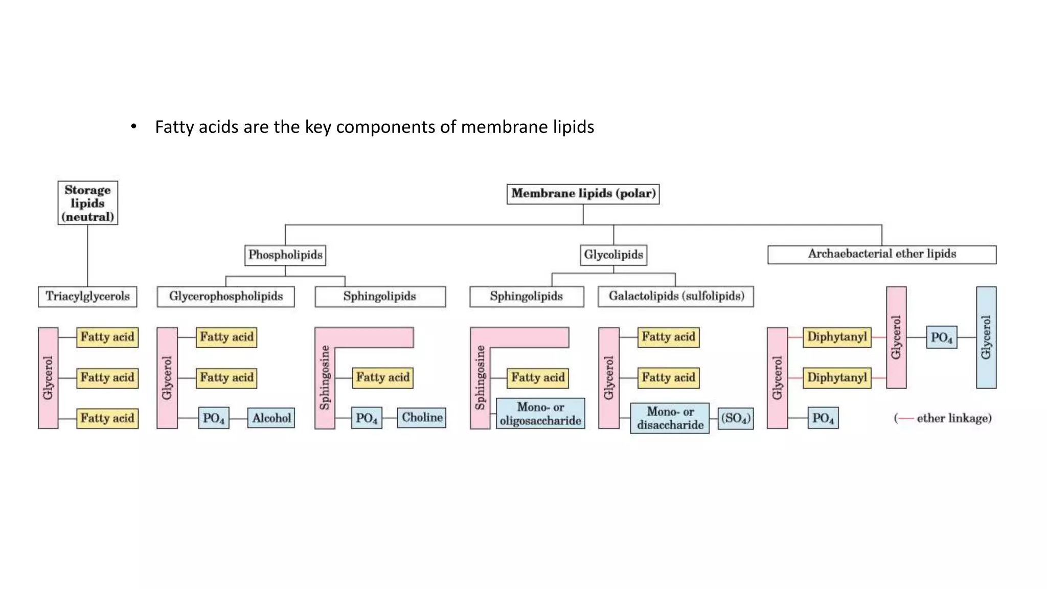 • Fatty acids are the key components of membrane lipids
 