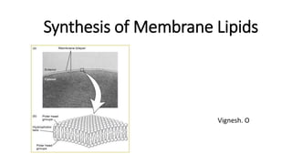 Synthesis of Membrane Lipids
Vignesh. O
 