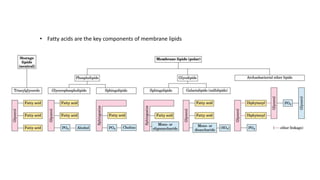 Synthesis of Membrane Lipids | PPTX