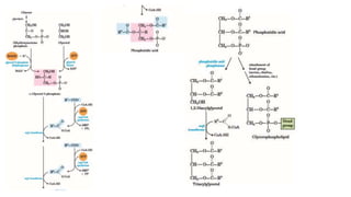 Synthesis of Membrane Lipids | PPTX