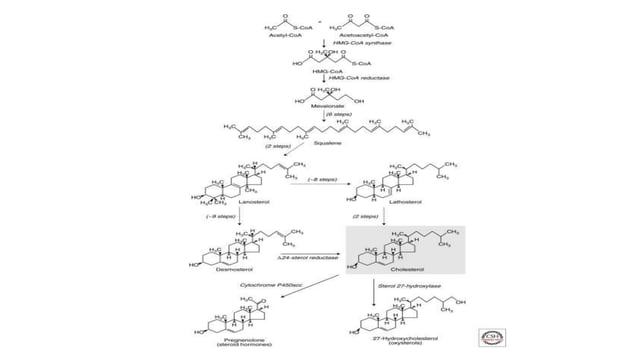 Synthesis of Membrane Lipids | PPTX | Chemistry | Science
