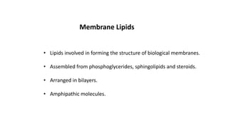Synthesis of Membrane Lipids | PPTX