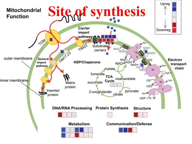 Synthesis and targetting of mitochondrial proteins | PDF