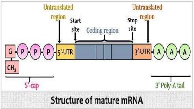 Synthesis of mRNA.pptx