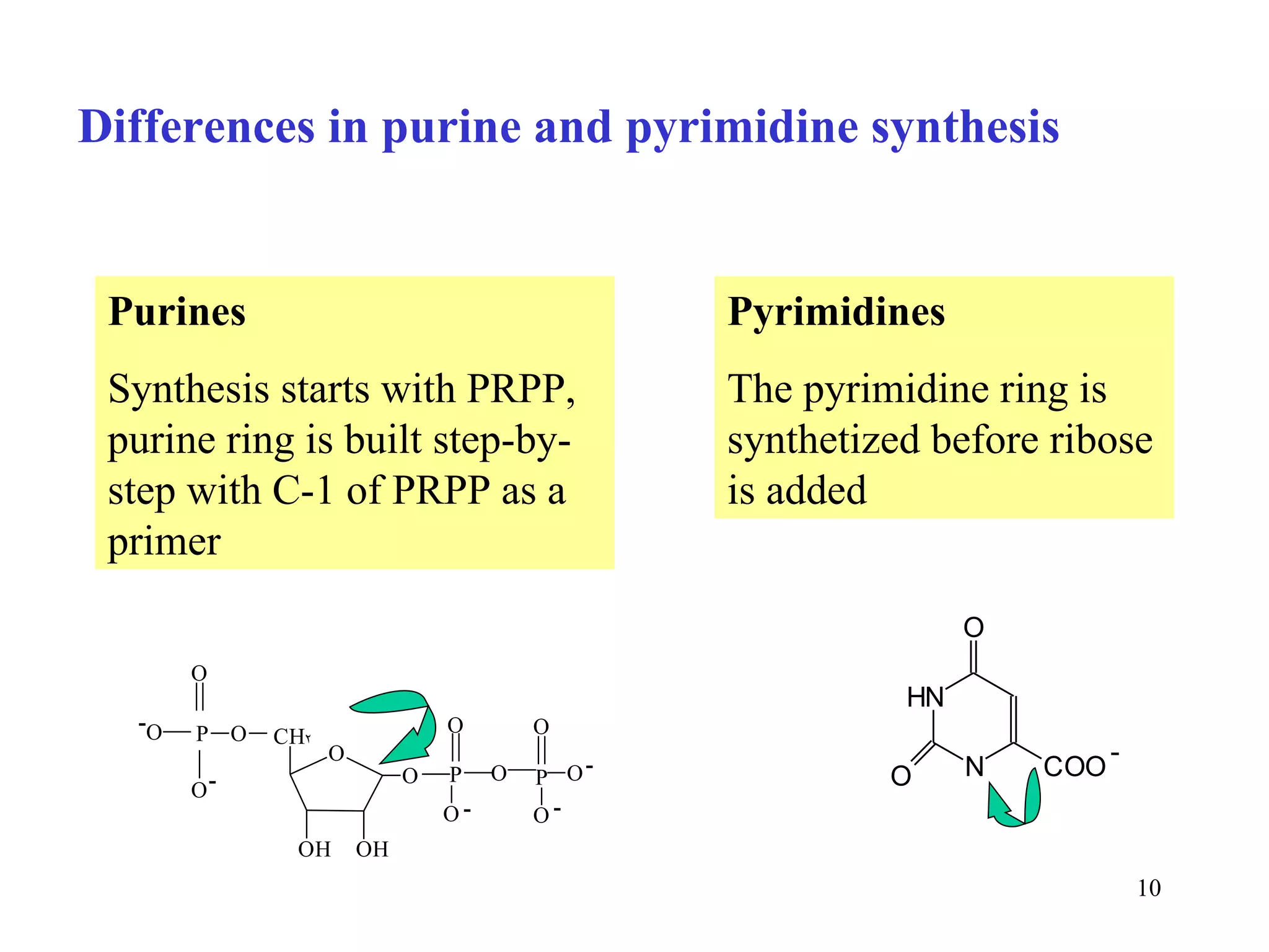 Differences in purine and pyrimidine synthesis Purines Synthesis starts with PRPP, purine ring is built step-by-step with C-1 of PRPP as a primer Pyrimidines The pyrimidine ring is synthetized before ribose is added 
