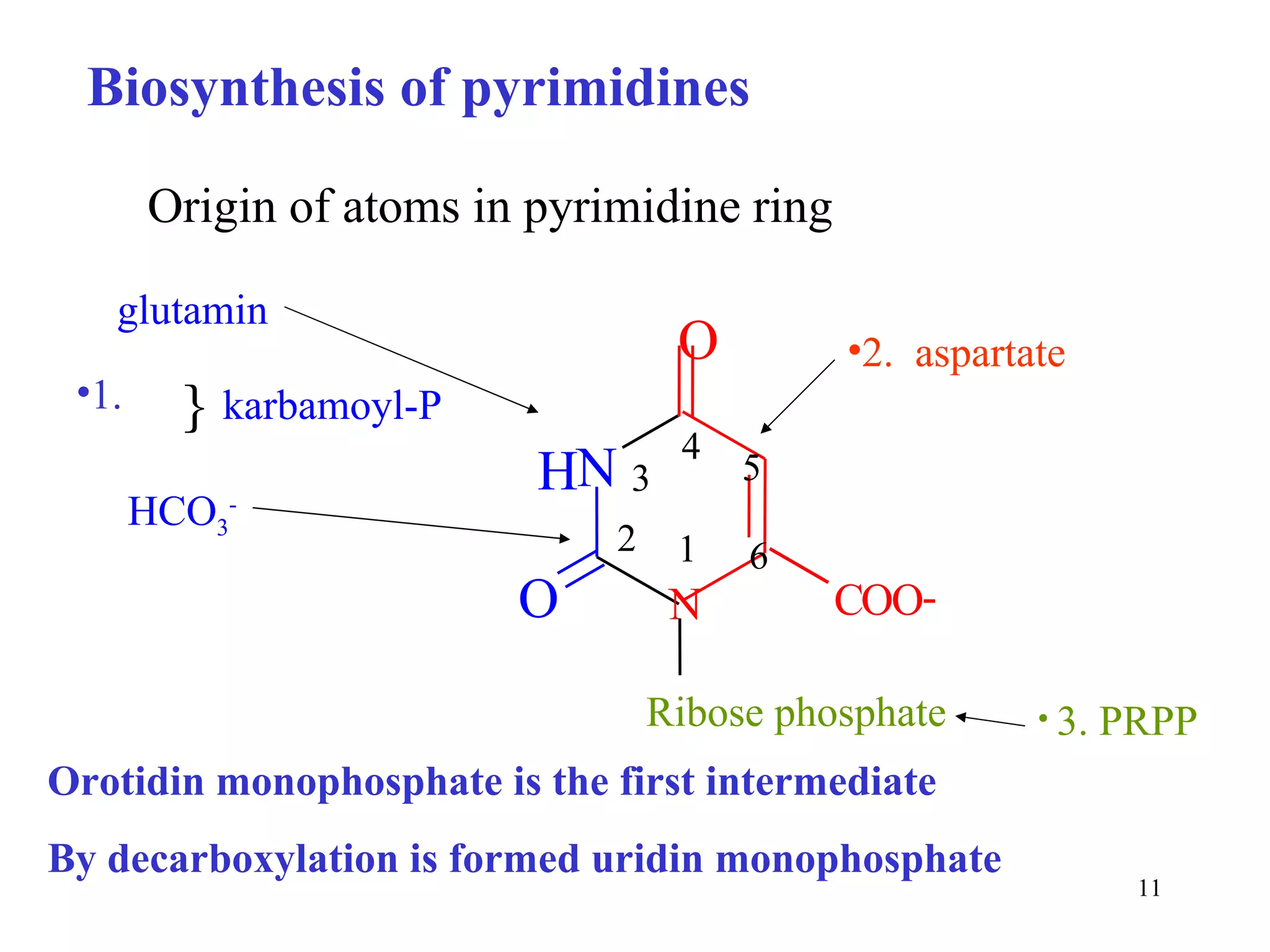 Biosynthesis of pyrimidines N O H O 1 2 3 4 5 6 N Ribose phosphate glutamin HCO 3 - 2.  aspartate 3. PRPP Orotidin monophosphate is the first intermediate By decarboxylation is formed uridin monophosphate Origin of atoms in pyrimidine ring  karbamoyl-P 1. 