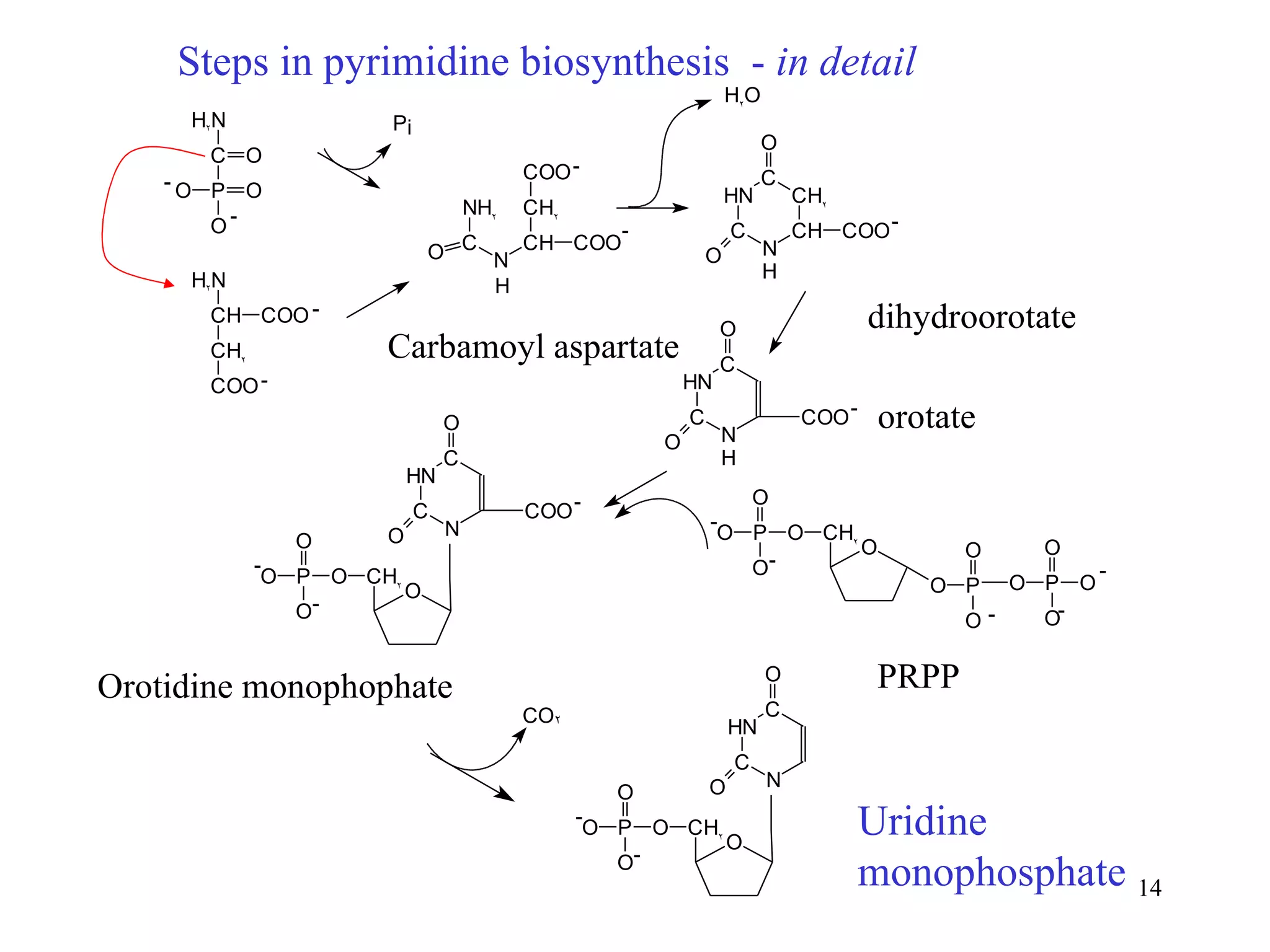 Steps in pyrimidine biosynthesis  -  in detail Carbamoyl aspartate dihydroorotate orotate Orotidine monophophate PRPP Uridine monophosphate 